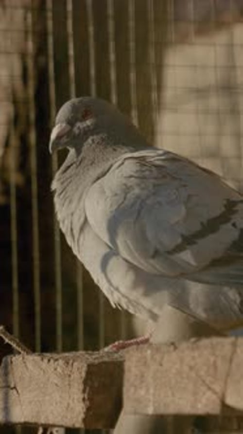 Vertical video Gray pigeon enjoying the morning sunlight in an outdoor breeding cage