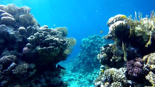 . Underwater life in the ocean.