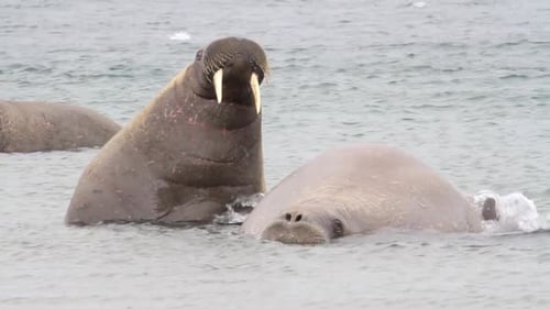 Walross im Wasser von Spitzbergen