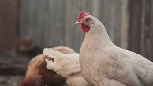 White Chicken Wandering Near a Wooden Fence in a Rustic Farmyard During the Daytime