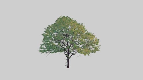 Single green tree isolated on grey background