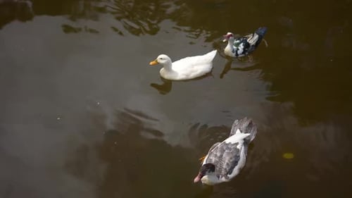 ducks swimming in the pond