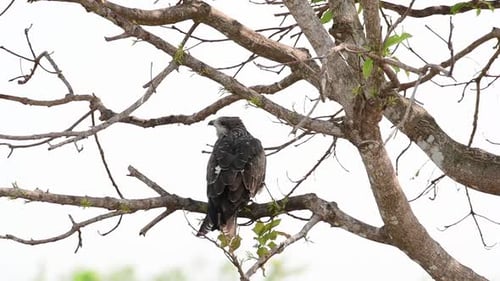 Black-eared Kite, Milvus lineatus, as seen from its back view perching on a bare branch as it callin