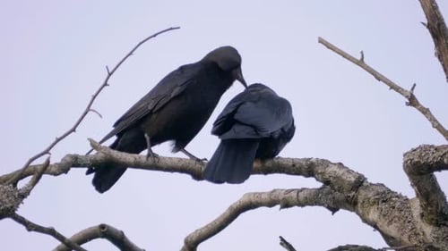 Two Black Birds on a Tree Branch, One Picking the Feathers of Partner