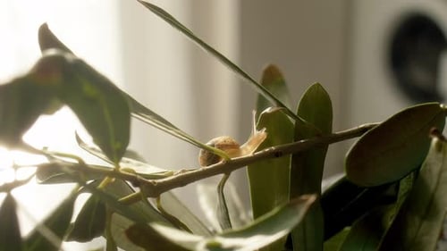 Small Transparent Snail Crawls Along a Branch