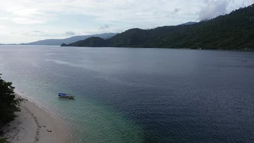 aerial view of the coastline filled with coconut trees