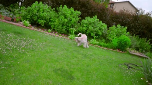 White poodle dog having fun playing with a ball on green grass in summer