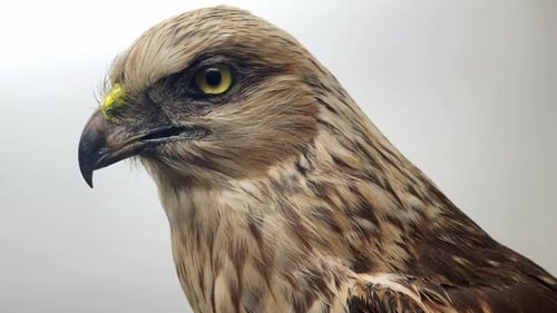 Close Up of a Majestic Golden Brown Eagle