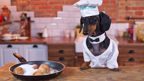 Dachshund Chef Cooking Eggs in the Kitchen