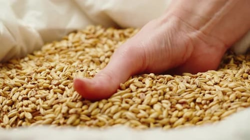 Closeup de malte seco de cevada dourada