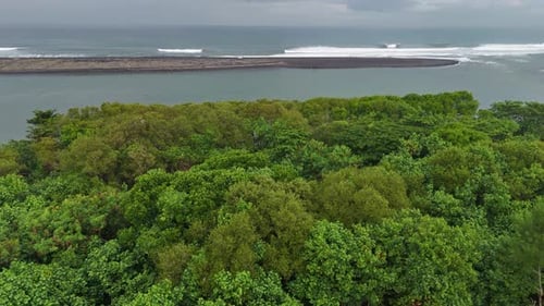 Aerial view of the lush mangrove forest on the beach with a view of the ocean waves.