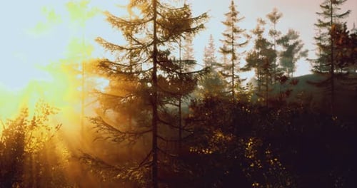 Golden Sunlight Filters Through a Forest of Tall Evergreen Trees at Dusk
