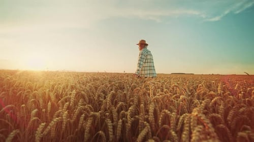 Side View of Stylish Old Caucasian Male Farmer in Hat and Plaid Shirt Walking Through Wheat Field
