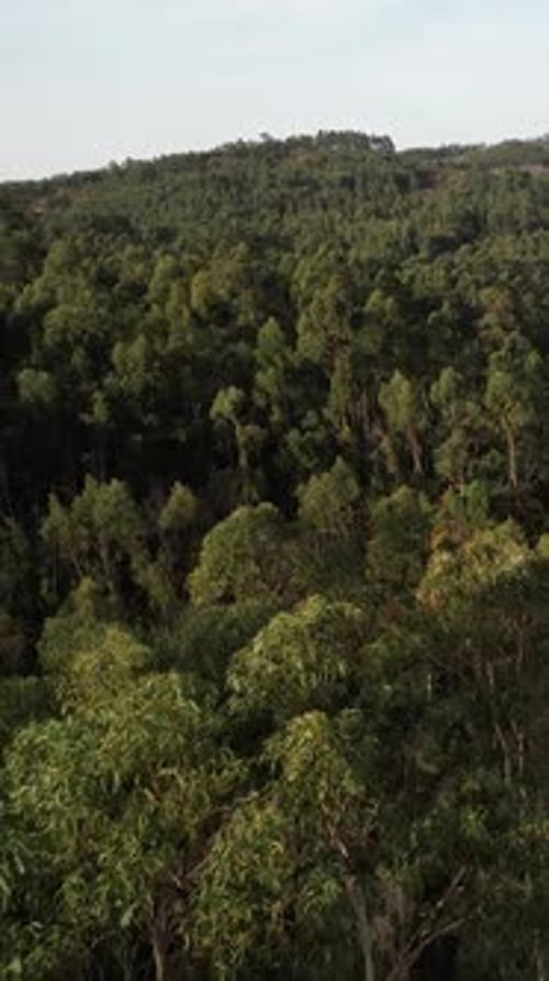 Vertical Video of Aerial Forest View Tree Tops Reserve