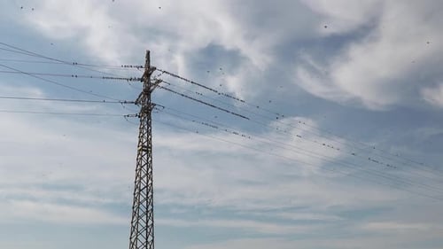 Birds Swarm Power Line Tower in Open Sky