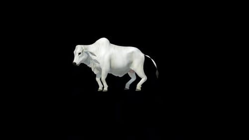 Boucle de pisse en forme de vache Brahman blanche