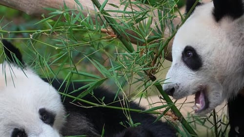 Close Up with a Hungry Cute Panda Snacking on