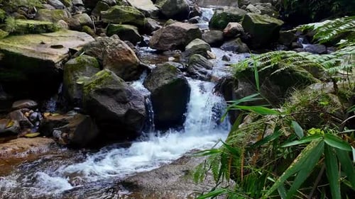 Streams in the forest. Some rocks