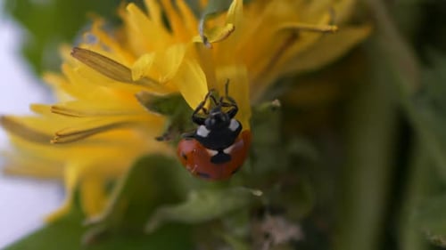 4K-Makro-Nahaufnahme eines Marienkäferkäfers, der im Freien auf eine Blume klettert