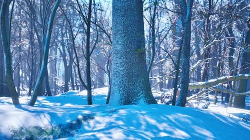 Falling Snow in Peaceful Winter Forest Landscape