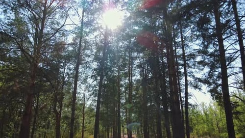 Flying Low Between Pine Trees in Forest Sun Beams Through the Branches High Quality Footage with