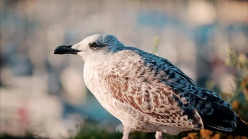 Close up of seagulls walking at the beach with a blurred view of the harbour on the background