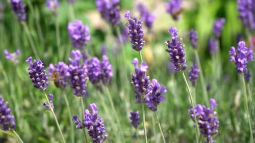 Purple Lavender Flowers Flower in the Field Nature Background Grow a Fragrant Plant in the Garden