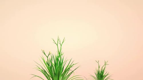 Growing Green Grass and White Daisy Flowers Animation