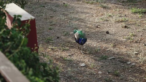 majestic blue peacock walks on the ground, beautiful animals