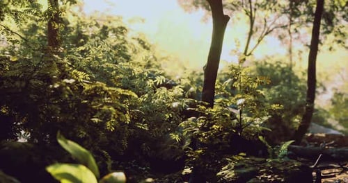 Lively Forest Scene with Sunlight Filtering Through Lush Green Foliage