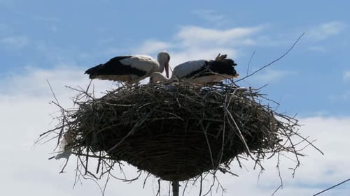 Störchenfamilie in ihrem Nest auf einer Säule