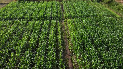Aerial view of fields and agricultural parcels. Agricultural landscape: