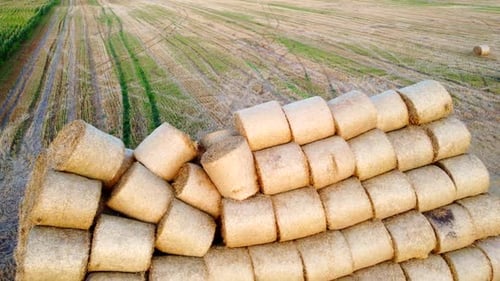 Many Bales Compressed Dry Wheat Straw Twisted Round Rolls on Field