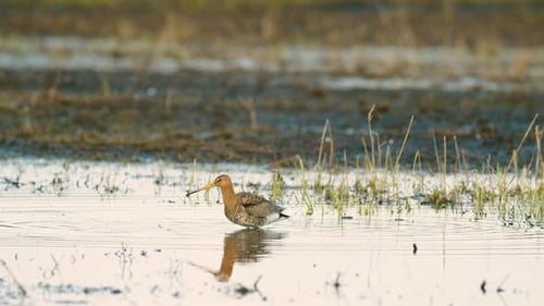 Black-tailed godwit during spring migration in wetlands flooded meadow feeding and resting