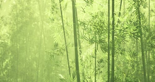 Lush Green Bamboo Forest with Soft Light Filtering Through Leaves