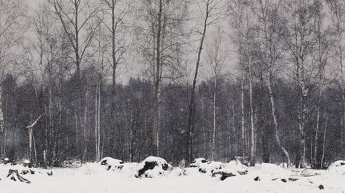 Winter Forest Landscape Snowfall and Trees