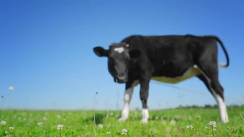 Cow grazing on the green meadow in a sunny day