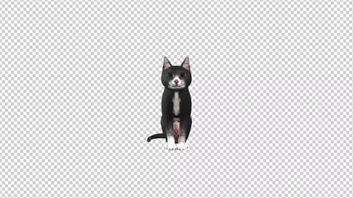 Black Cat Sit Idle Transparent Background