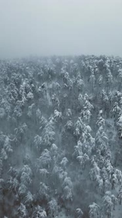 Vertical Winter Forest - 2K