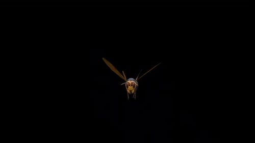 Bee Fly Vorderansicht