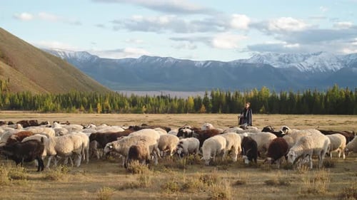 Hirte hütet Schafe im Altai-Gebirge bei Sonnenuntergang