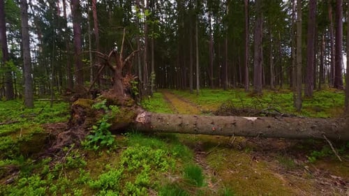 A Fallen Tree in a Forest with Mossy Undergrowth Creates a Serene Environment with Lush Greenery