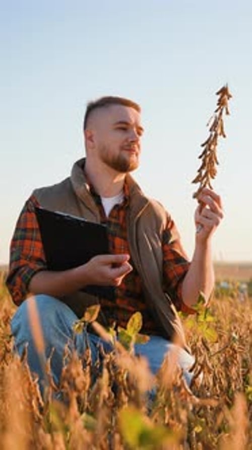 Man Inspecting Crops on a Sunny Day