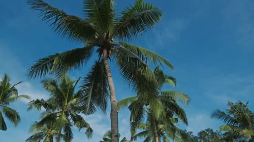 Blue Sky with Tall Green Coconut Palm Trees