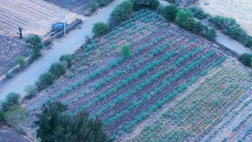 Aerial view of agave plants in rural farmland