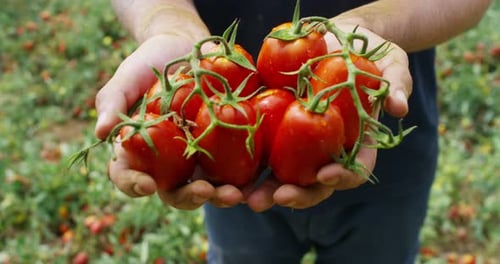 The hand of a farmer exhibition of Italian red tomatoes just picked from his land. The organic tom