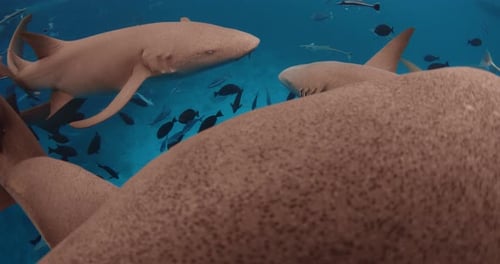 Close Up View of Nurse Sharks with Tropical Fishes Underwater in Blue Sea