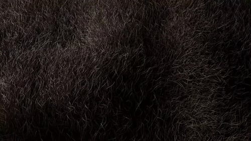 Realistic black hair growth animation detail