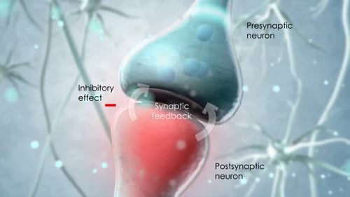 Synaptic Feedback Inhibition in Neurons Medical Animation