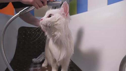 Washing a White Cat in a Bathtub